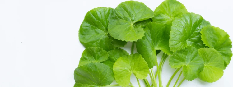 Centella Asiatica Centella Asiatica