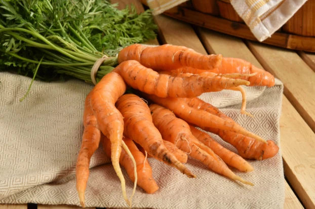 carrot fiber powder carrot fiber powder