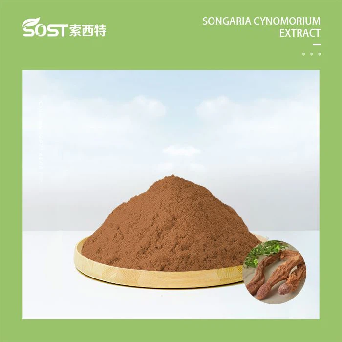 Songaeia Cynomorium جڑی بوٹیوں کا عرق